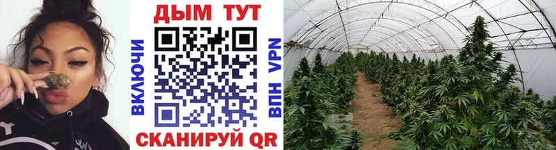 Бошки Шишки OG Kush  Купить закладки  Черняховск 